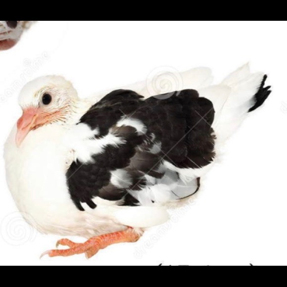 Meet your Posher, Vanessa - Picture 1 of 1